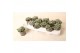 Dichondra argentea silver falls 