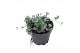 Dichondra argentea silver falls 