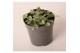 Dichondra argentea silver falls 