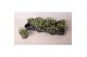 Dichondra argentea silver falls 