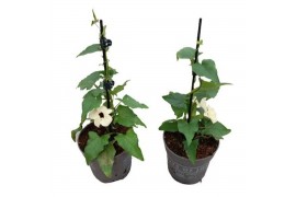 Thunbergia alata overig Thunbergia alata White Halo
