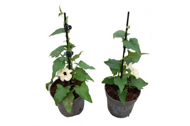 Thunbergia alata overig Thunbergia alata White Halo 