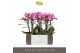 Phalaenopsis multiflora roze Exclusivo - Cupido - 3 tak 