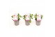Pelargonium graveolens orange fizz Anti-Mosquito 