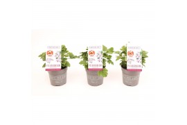 Pelargonium graveolens orange fizz Anti-Mosquito