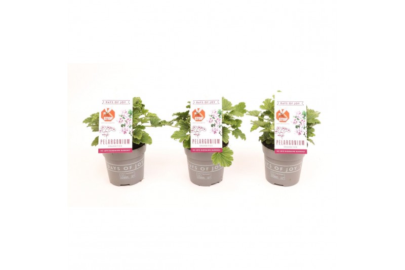 Pelargonium graveolens orange fizz Anti-Mosquito 