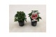 Pelargonium graveolens orange fizz Anti-Mosquito 