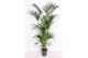 Howea forsteriana 