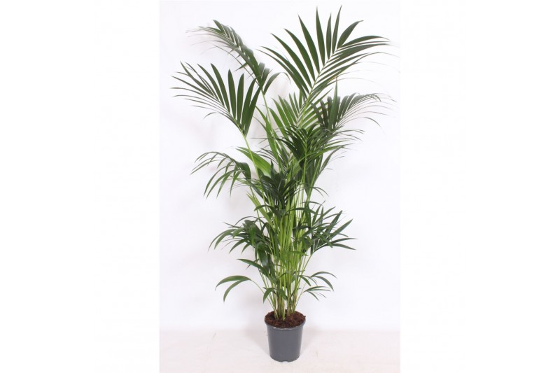 Howea forsteriana 