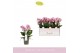Phalaenopsis multiflora roze 3-5 tak 