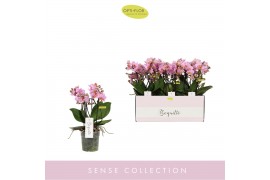 Phalaenopsis multiflora roze 3-5 tak