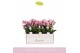 Phalaenopsis multiflora roze 3-5 tak 