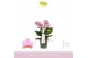 Phalaenopsis multiflora roze 3-5 tak 