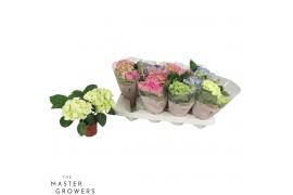Hydrangea macr. mix Mix 2-3 Bloem