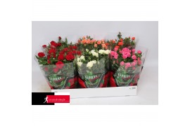 Rosa kordana mix schaal
