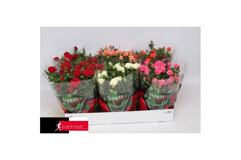 Rosa kordana mix schaal 