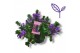 Scaevola aemula Blauw 