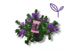 Scaevola aemula Blauw