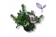 Scaevola aemula Wit 