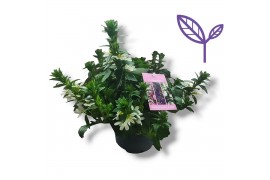 Scaevola aemula Wit