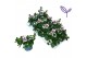 Scaevola aemula Wit 