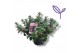 Scaevola aemula Roze 