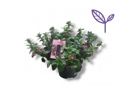 Scaevola aemula Roze