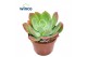 Echeveria Echeveria Luella zonder bloem bl. 