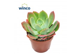 Echeveria Echeveria Luella zonder bloem bl.