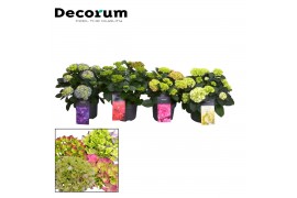 Hydrangea macrophylla Mix 7-12+