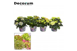 Hydrangea macrophylla Mix 7-12+ in bedrukte pot