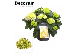 Hydrangea hi white sun wit - 7-12+