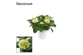 Hydrangea hi white sun wit - 7-12+ In tonsurton