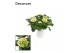 Hydrangea hi white sun wit - 7-12+ In tonsurton 