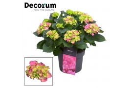 Hydrangea macr. hi river roze 7-12+