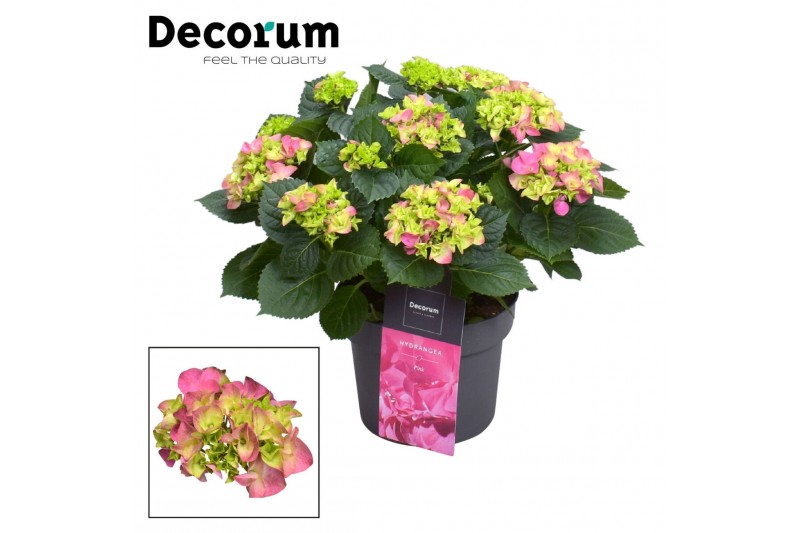 Hydrangea macr. hi river roze 7-12+ 