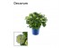 Hydrangea macr. hi river Blauw 7-12+ In tonsurton 