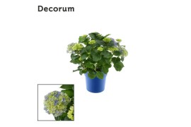Hydrangea macr. hi river Blauw 7-12+ In tonsurton