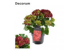 Hydrangea hi fire Rood - 10-15+