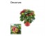 Hydrangea hi fire Rood - 7-12+ 