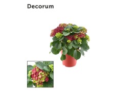 Hydrangea hi fire Rood - 7-12+