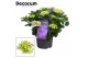 Hydrangea macr. hi river Blauw 7-12+ 