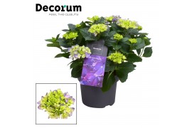 Hydrangea macr. hi river Blauw 7-12+