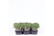 Juniperus communis green carpet 