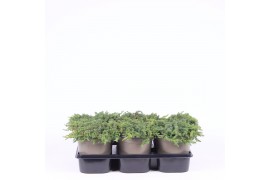 Juniperus communis green carpet