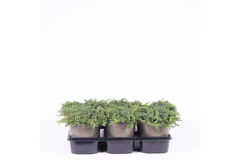 Juniperus communis green carpet 
