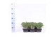 Juniperus communis green carpet 