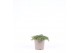Juniperus communis green carpet 