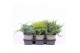 Juniperus mix mixtray 