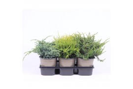Juniperus mix mixtray